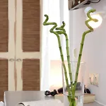 The Saint Vlassis Hotel Naxos City